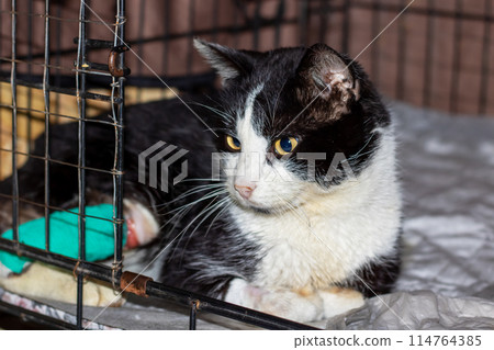 Felidae species, a black and white cat with green eyes, in a cage 114764385