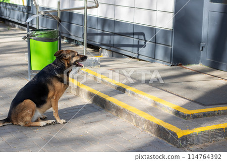Old German Shepherd dog sits by green trash can on sidewalk 114764392