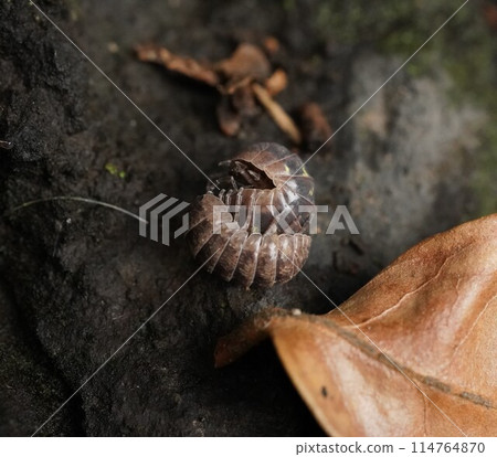 Pillbugs thrive in humid places Pillbugs thrive in humid places 114764870