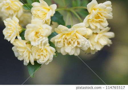 mockybara花 mockybara花 114765517