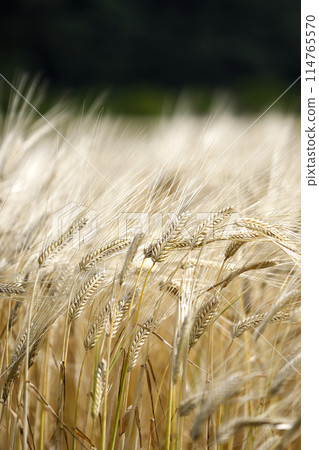 金色的小麥 金色的小麥 114765570