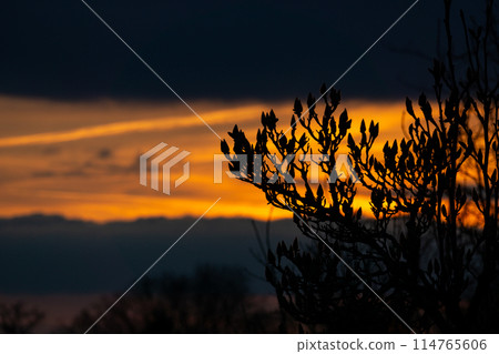 A tree branch is silhouetted against the colorful sunset sky 114765606