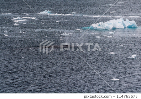 Detail of a humpback dorsal fin and blow hole 114765673