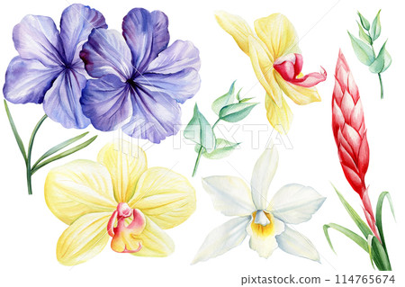Set of tropical flowers and leaves on an isolated white background, watercolor painting illustration, exotic flower 114765674
