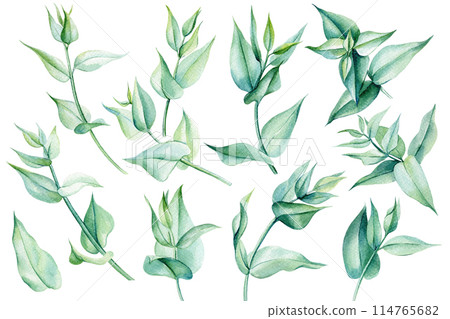 Set of eucalyptus leaves on an isolated white background, watercolor painting illustration, elegant leaf for design card 114765682