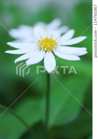 White daisy flowers White daisy flowers 114765867