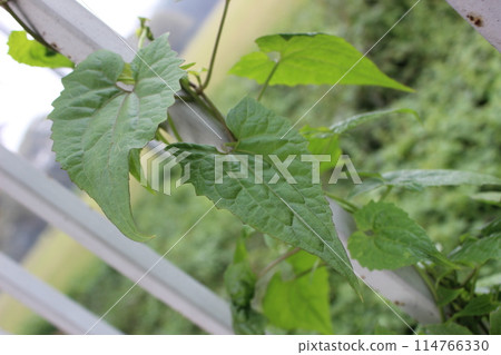 close-up of Mikania micrantha leaves 114766330