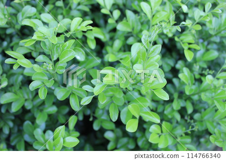 close-up of Murraya paniculata leaves 114766340
