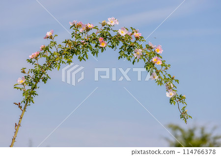 Beautiful blooming wild rose bush (dog rose, Rosa canina). 114766378