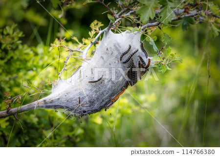 Young caterpillars in the nest (Lymantria dispar) Young caterpillars in the nest (Lymantria dispar) 114766380