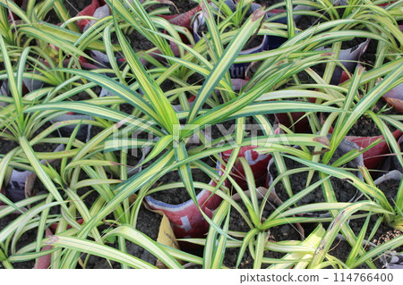 Closeup of Pandanus tectorius Parkinson plant Closeup of Pandanus tectorius Parkinson plant 114766400