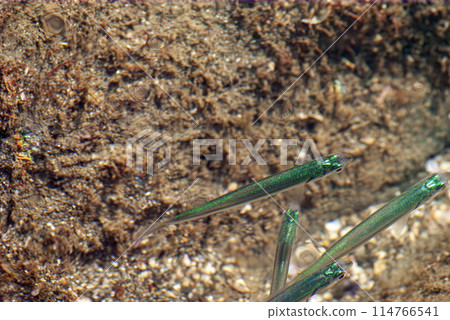 Green killifish Green killifish 114766541
