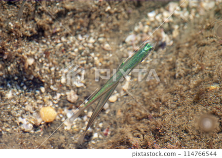 綠色青鱂 114766544