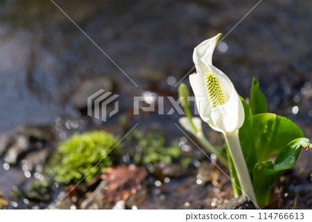 水芭蕉 114766613
