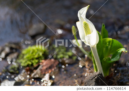 水芭蕉 114766614