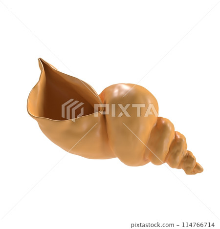 Sea Shell isolated on white background 114766714