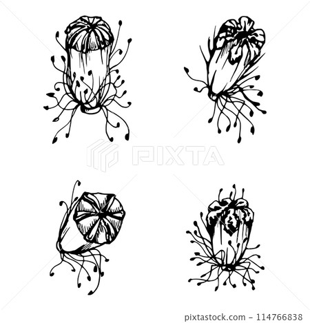 Vector set of elements with hand drawn peony poppy seed pods, buds. Isolated on white background. Botanical graphic illustration. Design invitations, wedding, love greeting cards, paper print textile Vector set of elements with hand drawn peony poppy seed pods, buds. Isolated on white background. Botanical graphic illustration. Design invitations, wedding, love greeting cards, paper print textile 114766838