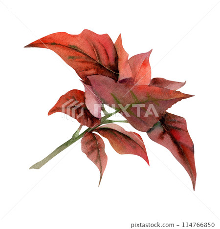 Christmas poinsettia, red winter flower leaves rosette. Watercolor hand drawn botanical illustration, single object isolated on white. Xmas, happy new year festive, noel navidad holiday. Cards, gifts Christmas poinsettia, red winter flower leaves rosette. Watercolor hand drawn botanical illustration, single object isolated on white. Xmas, happy new year festive, noel navidad holiday. Cards, gifts 114766850
