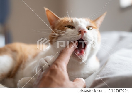 貓咬手棕虎白 114767004