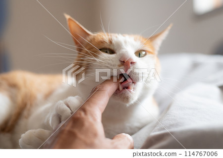 貓咬手棕虎白 114767006