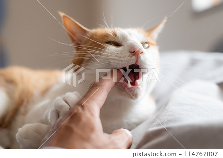 貓咬手棕虎白 114767007