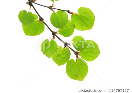 Fresh greenery (young Katsura leaves) Fresh greenery (young Katsura leaves) 114767137