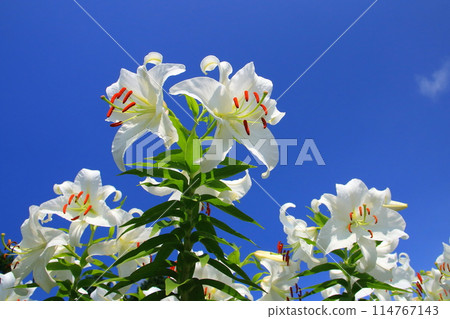Casablanca in full bloom and blue sky (summer image) 114767143