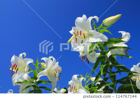 Casablanca in full bloom and blue sky (summer image) 114767144