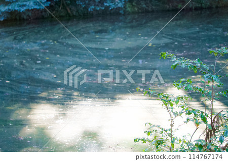 Light in the midst of chaos 114767174