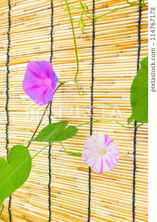 牽牛花牽牛花牽牛花 114767178