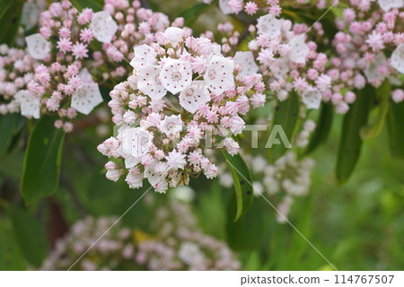 Carmia's flowers and buds 114767507