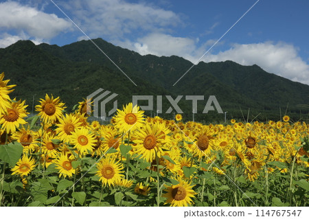向日葵盛開,背景是夏季山脈 向日葵盛開,背景是夏季山脈 114767547