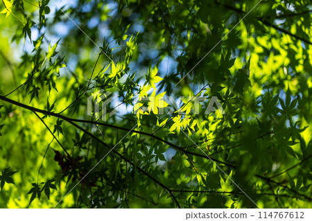 Fresh green autumn leaves Fresh green autumn leaves 114767612