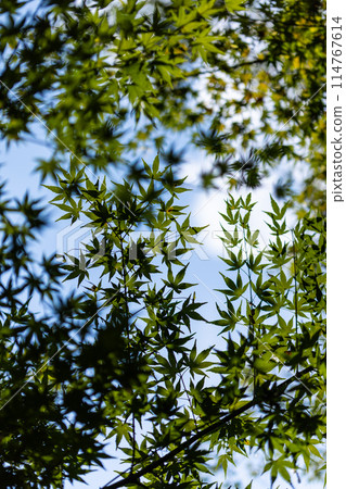 Fresh green autumn leaves Fresh green autumn leaves 114767614