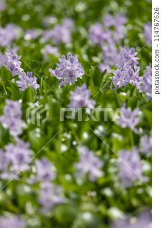 Water hyacinth blooming at Otone Roadside Station 114767626