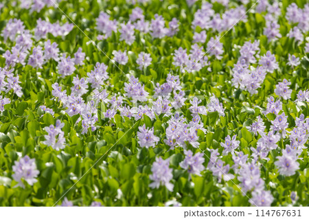 Water hyacinth blooming at Otone Roadside Station 114767631