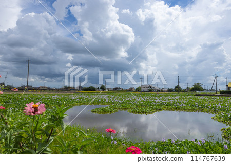 Water hyacinth blooming at Otone Roadside Station Water hyacinth blooming at Otone Roadside Station 114767639