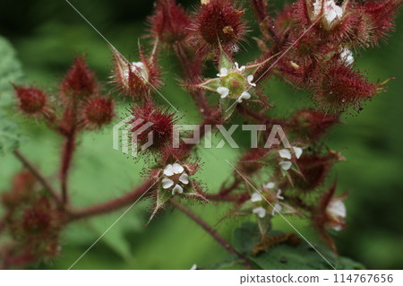 Ebigarai 草莓的可愛花朵 Ebigarai 草莓的可愛花朵 114767656