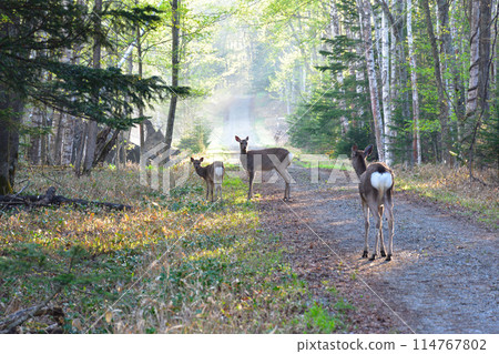 Ezo deer, wild, Kamishihoro, Hokkaido 114767802
