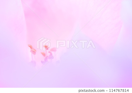 桃色的夢想(玫瑰之內) 桃色的夢想(玫瑰之內) 114767814