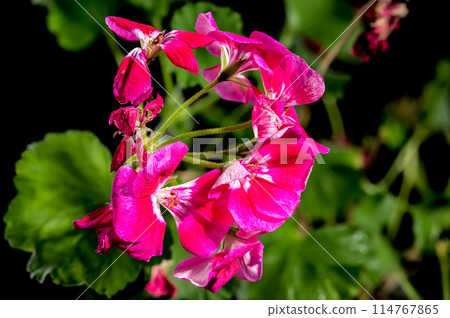 Blooming red Pelargonium Toscana Hero on a black background Blooming red Pelargonium Toscana Hero on a black background 114767865