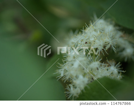 五月盛開的 Sawaftagi 漂亮的白色花朵 五月盛開的 Sawaftagi 漂亮的白色花朵 114767866