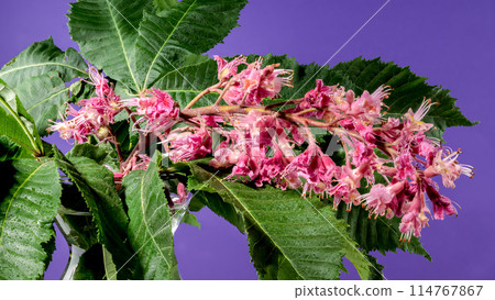 Blooming red horse-chestnut flowers on a purple background 114767867