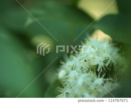 The pretty white flowers of the Japanese quince blooming in May The pretty white flowers of the Japanese quince blooming in May 114767871