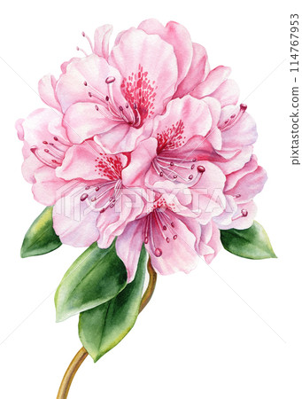 Tropical Flowers and leaves, azalea isolated white background, watercolor painting illustration, rhododendron flower Tropical Flowers and leaves, azalea isolated white background, watercolor painting illustration, rhododendron flower 114767953