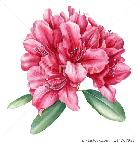 Tropical Flowers and leaves, azalea isolated white background, watercolor painting illustration, rhododendron flower Tropical Flowers and leaves, azalea isolated white background, watercolor painting illustration, rhododendron flower 114767955