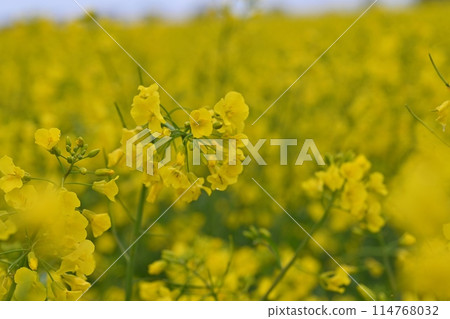 Rape blossoms bathed in spring sunlight 114768032