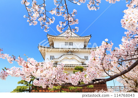[Kagawa Prefecture] Marugame Castle in spring when cherry blossoms bloom (existing castle tower and stone wall famous castle) 114768043