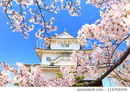 [香川縣] 春天櫻花盛開的丸龜城（現存天守閣和石牆名城） 114768044