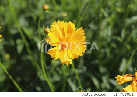 開花在春天領域的金雞菊黃色花 114768091